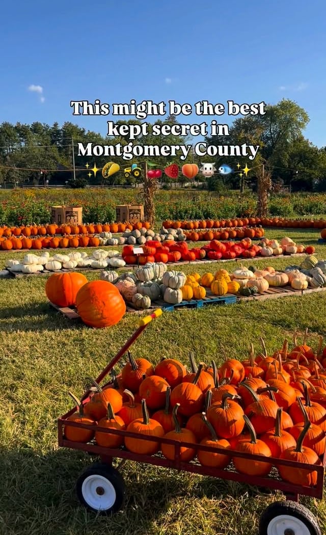 Maple Acres Farm Market 1
